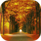 Forest HD Backgrounds آئیکن