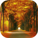 Forest HD Backgrounds APK