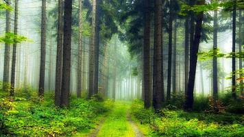 Forest HD Backgrounds اسکرین شاٹ 3