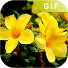 Top Flower Gif Collection biểu tượng