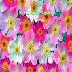 HD HQ Flower Wallpapers