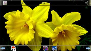 HD HQ Fresh Flower Wallpapers capture d'écran 3