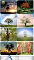 HD HQ Tree Wallpapers Affiche