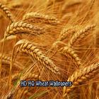 HD HQ Wheat Wallpapers icon