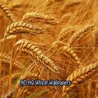 HD HQ Wheat Wallpapers icône