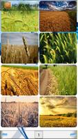 HD HQ Wheat Wallpapers Affiche