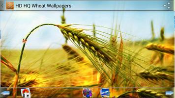 HD HQ Пшеница Обои скриншот 1