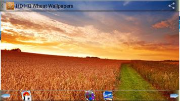 HD HQ Wheat Wallpapers capture d'écran 3