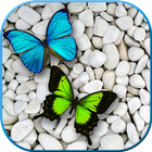 Beautiful Butterfly Wallpapers icône