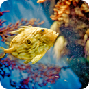 Aquarium Live Wallpaper APK