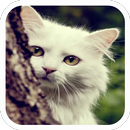 Innocent Cat Live Wallpaper APK