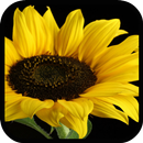 Sunflower Live Wallpaper APK