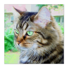 Ubi Cat icon