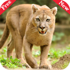 Animal Sounds آئیکن