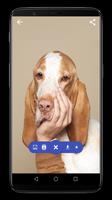 Super Cute Dog HD Wallpapers скриншот 2