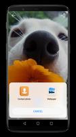 Super Cute Dog HD Wallpapers постер