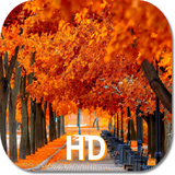 Autumn Season HD Wallpapers icône