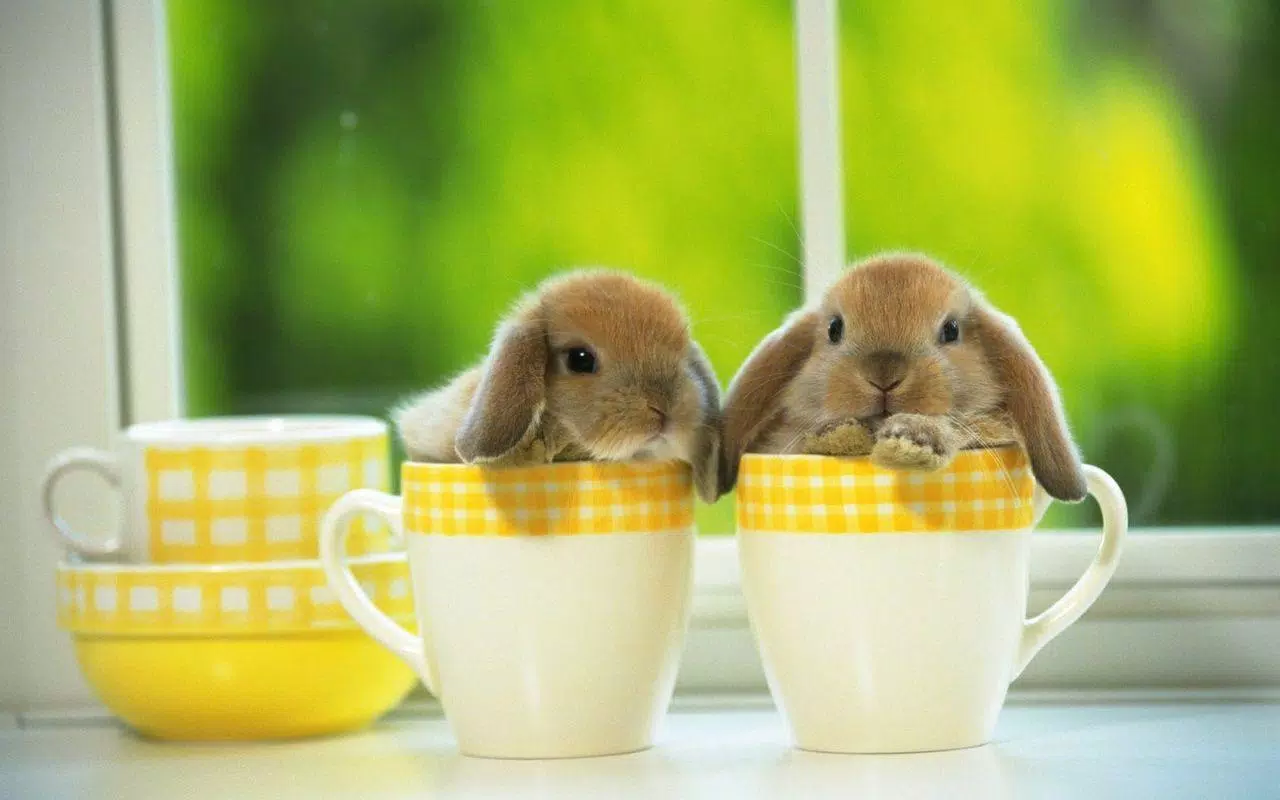 Cute Bunny HD Wallpapers APK for Android Download