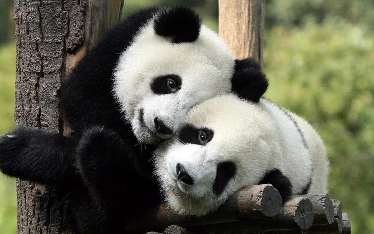 Cute Panda HD Wallpapers APK for Android Download