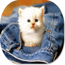 Cat Lover HD Theme aplikacja