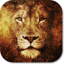 Lion Pride HD Wallpapers APK