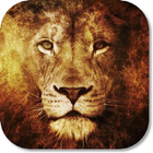 Lion Pride HD Wallpapers icône