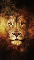 Lion Pride HD Wallpapers Affiche