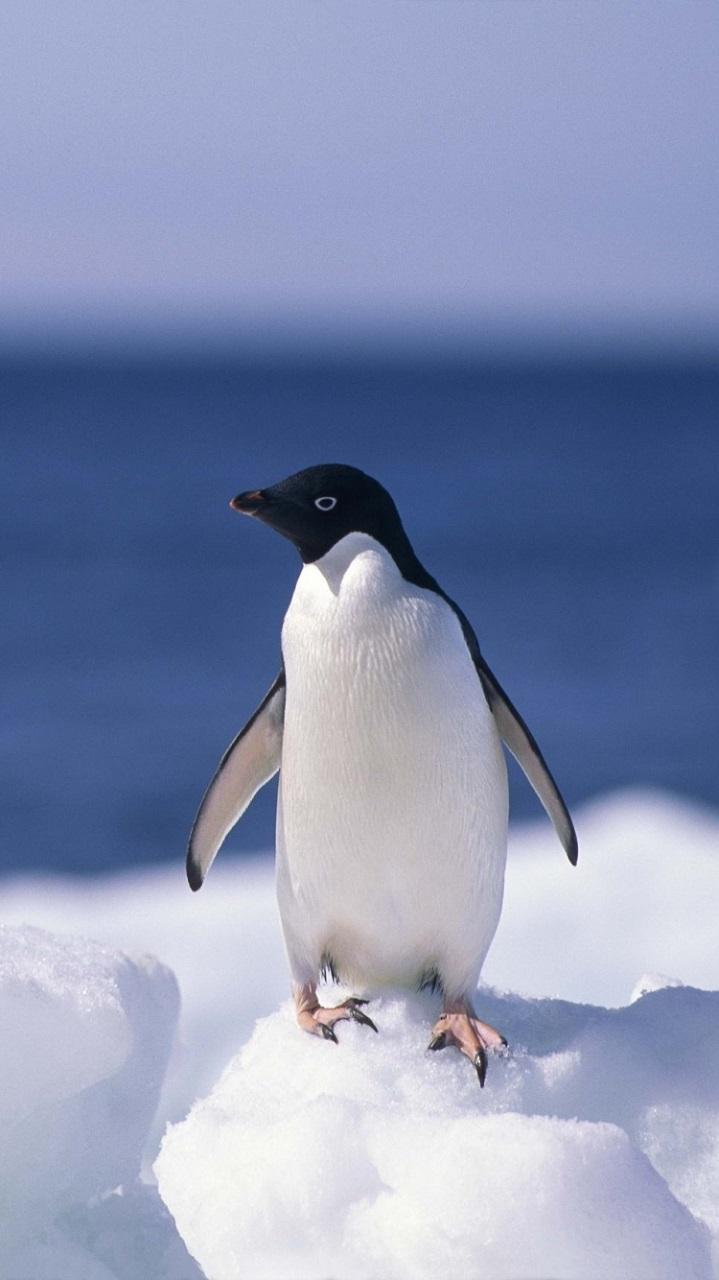 Penguin HD Wallpapers for Android - APK Download