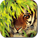 Tiger HD Wallpapers aplikacja