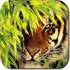 Tiger HD Wallpapers 아이콘