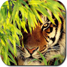 Tiger HD Wallpapers-icoon