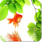 Goldfish HD Wallpapers icône
