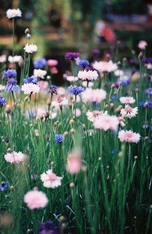 Unduh 7000+ Wallpaper Bunga Untuk Hp Samsung HD Gratis Unduh 7000+ Wallpaper Bunga Untuk Hp Samsung HD Gratis