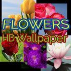 HD Wallpaper Flowers icône