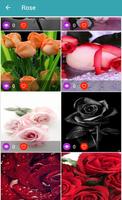 HD Wallpaper Flowers Affiche