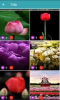 برنامه‌نما HD Wallpaper Flowers عکس از صفحه