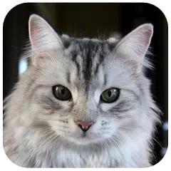 Cat Wallpapers APK download