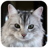 خلفيات القط