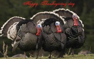 Happy Thanksgiving Wallpapers ภาพหน้าจอ 2