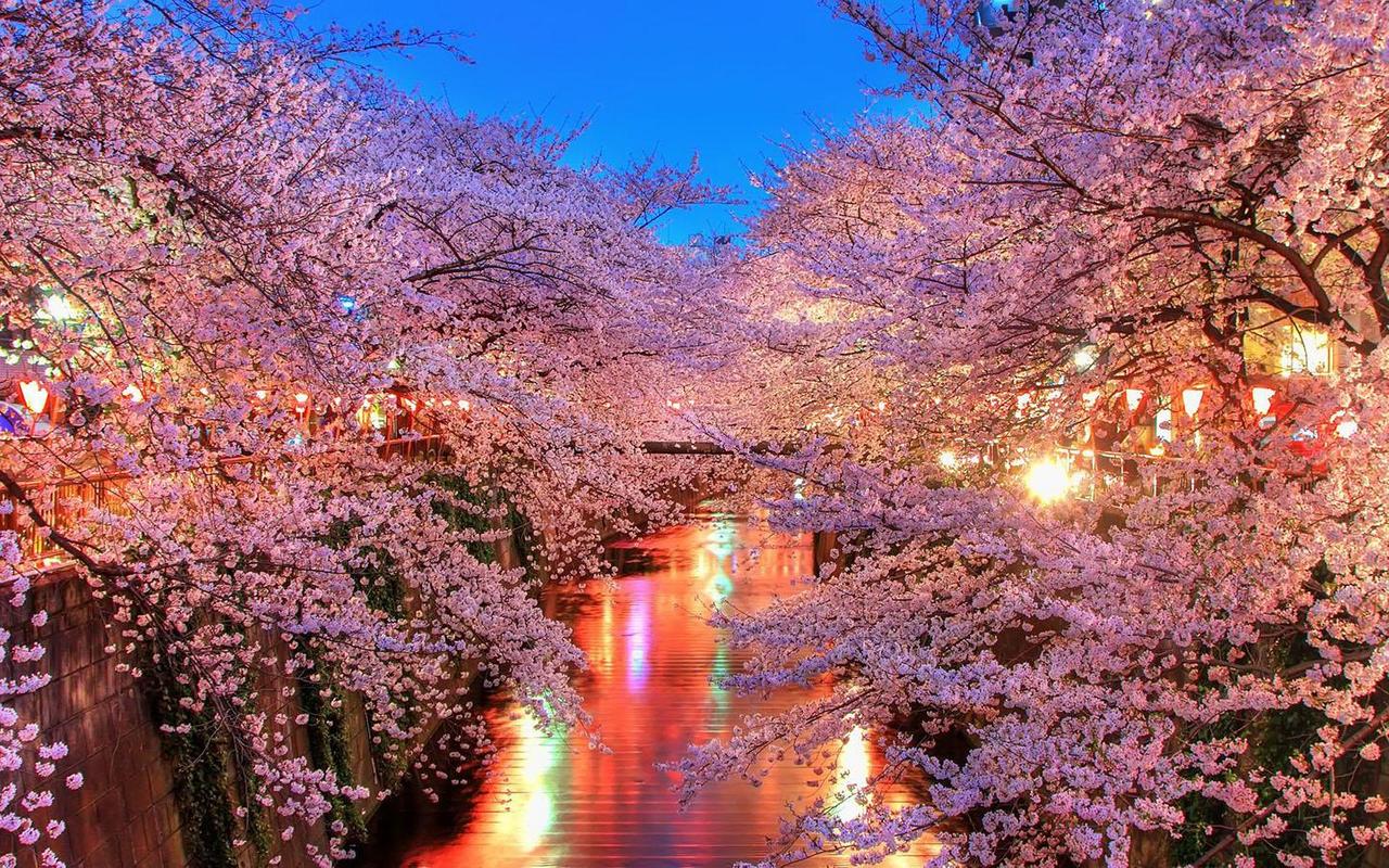 Glowing Sakura Wallpaper For Android Apk Download