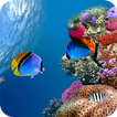 Aquarium Wallpaper