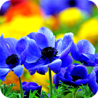 Blue Fowers Wallpaper icon