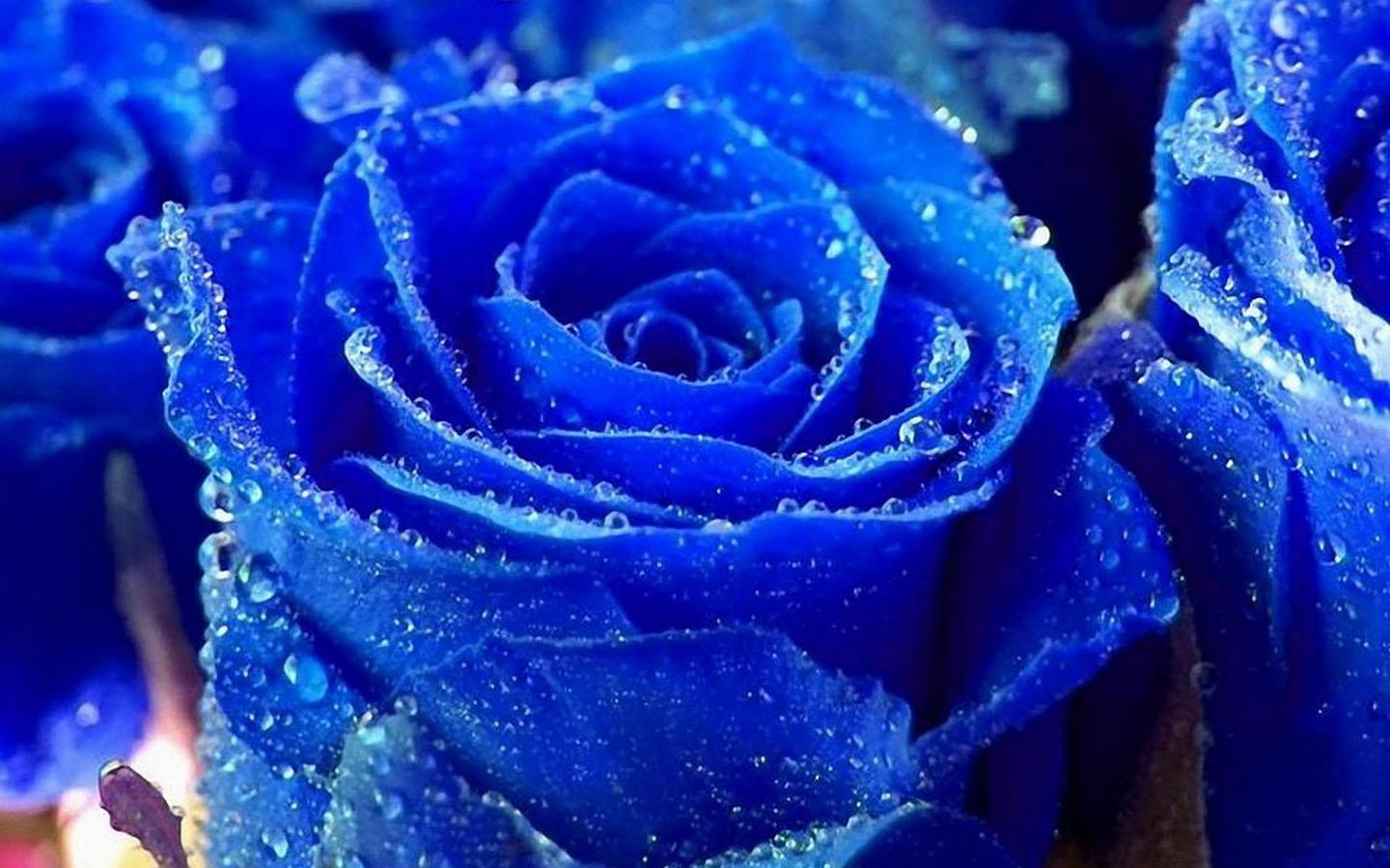 Blue Fowers Wallpaper for Android - APK ...