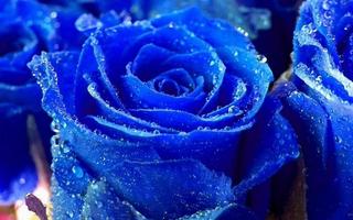 Blue Fowers Wallpaper poster