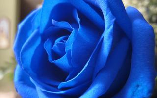 Blue Fowers Wallpaper screenshot 1