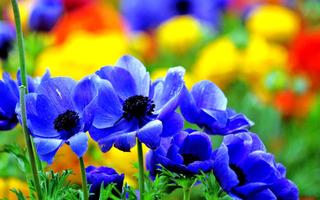 Blue Fowers Wallpaper screenshot 2