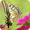 Butterfly Wallpaper