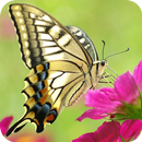 Butterfly Wallpaper APK