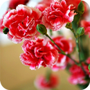 Carnation Wallpapers HD APK
