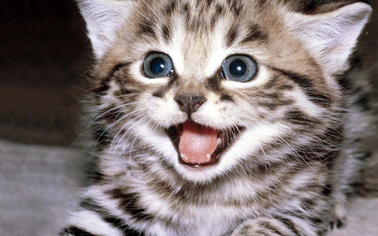 cute kitten wallpaper for